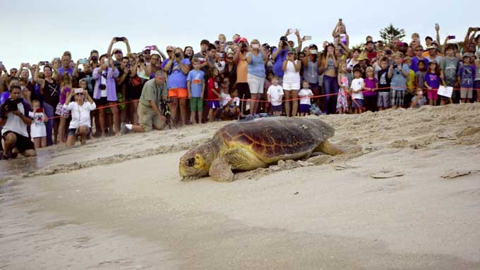 Certina_Partner der Sea Turtle Conservancy 