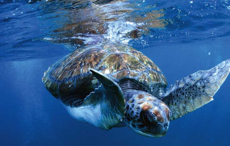 DS Action Diver Sea Turtle Conservancy