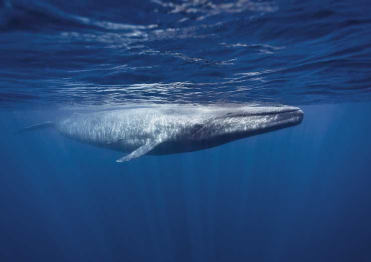 Oris Blue Whale Limited Edition 