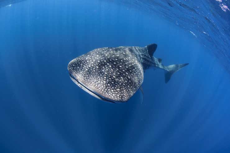 Blancpain Whale Shark Project